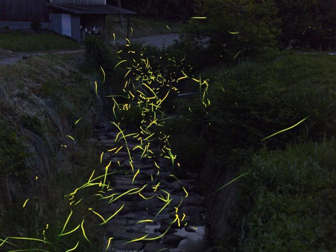 上竹ゲンジボタル生息地