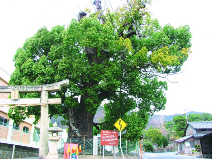 29安倉八幡の大樟