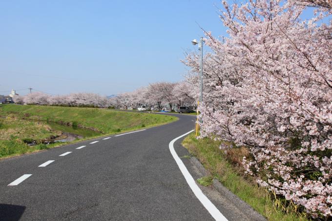 里見川桜並木