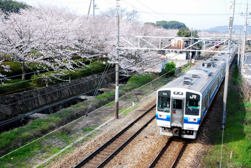 金光駅桜