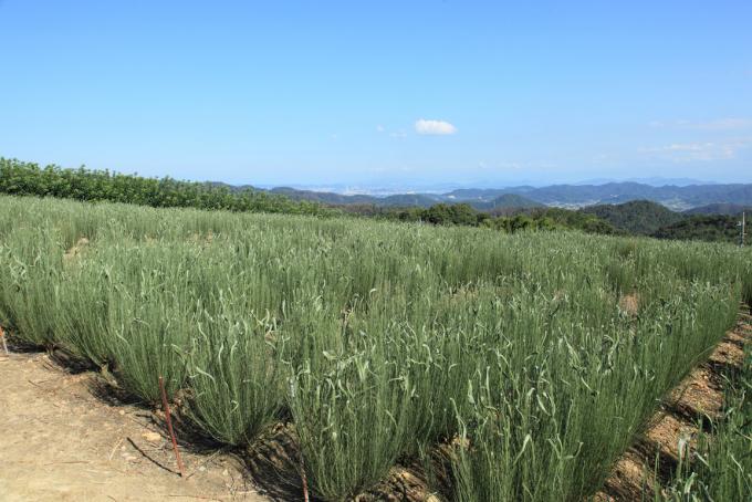 阿部山花卉