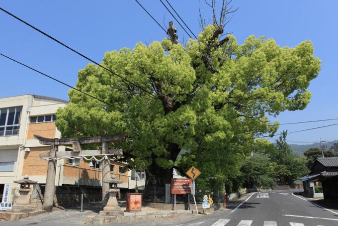 安倉八幡大樟