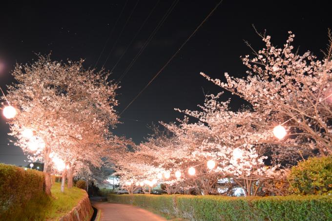 金光駅の桜の画像