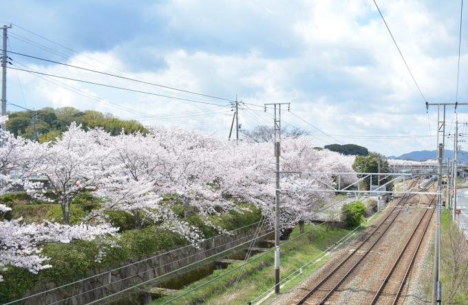 金光の桜の画像