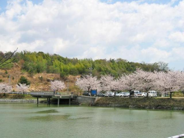 丸山公園の桜の画像