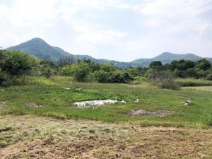 アッケシソウ自生地B地区20250627