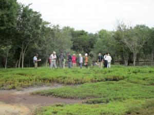 緑のアッケシソウを楽しむ会1