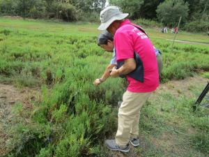 緑のアッケシソウを楽しむ会②
