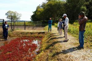 アッケシソウ観察会①
