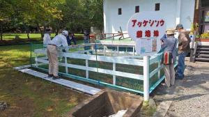 アッケシソウ観察会②