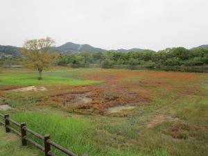 A地区の紅葉
