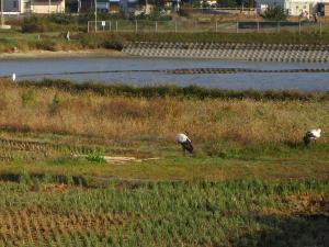 コウノトリ20251115