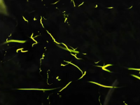 ほたるの里杉谷画像