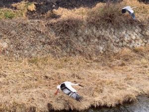 国特別天然記念物コウノトリについて - 浅口市公式ホームページ（ひと