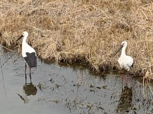 コウノトリ202602092