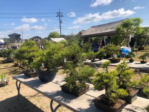 植木まつり写真3