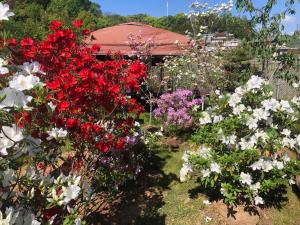 植木まつり写真1